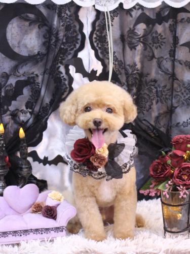 20231010ぽっきーくん